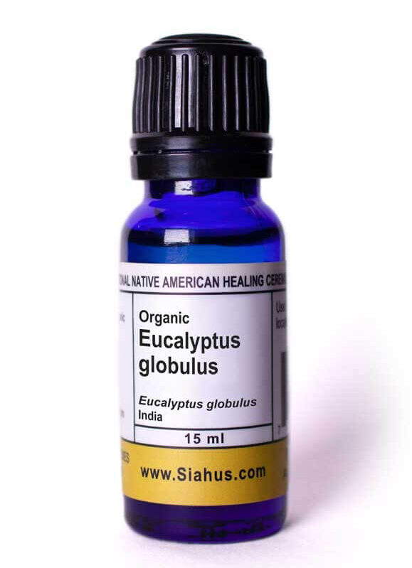 Eucalyptus globulus